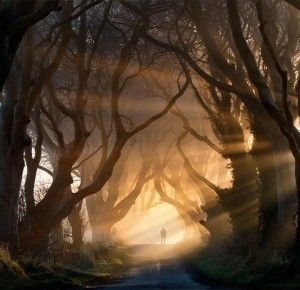 bosque de luz