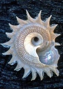 Caracola de mar fibonacci