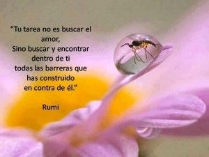 buscar amor Rumi